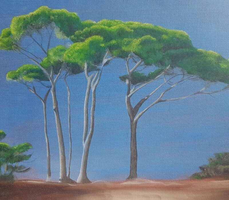 Les pins 24X18 huile sur toile